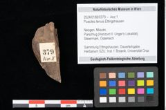 Foto (Objekt + Etikett) von Poacites tenuis Ettingshausen (NHMW-GEO-2024-0188-0379)